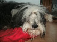 Sam having a bad hair day